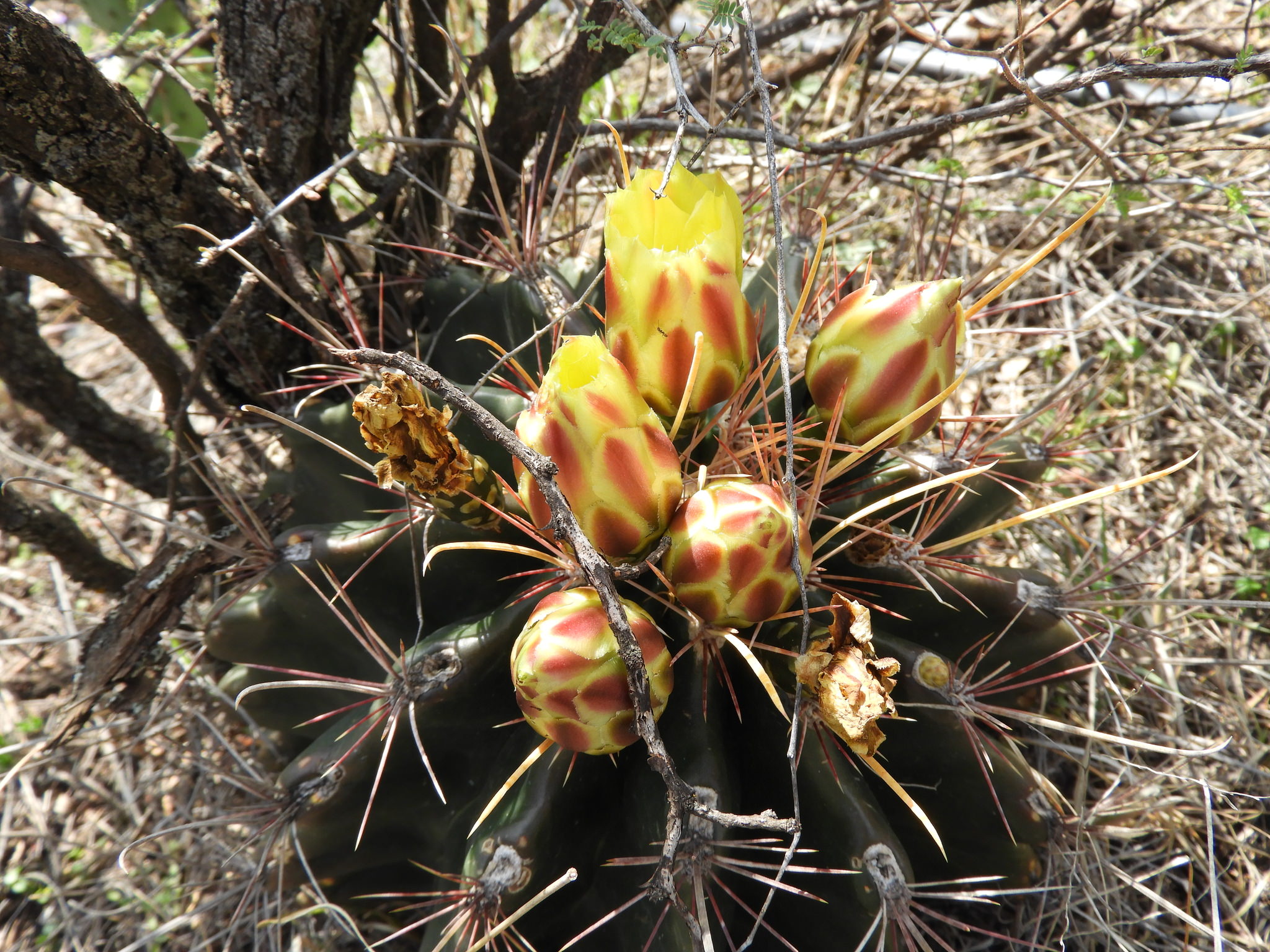 Ferocactus hamatacanthus